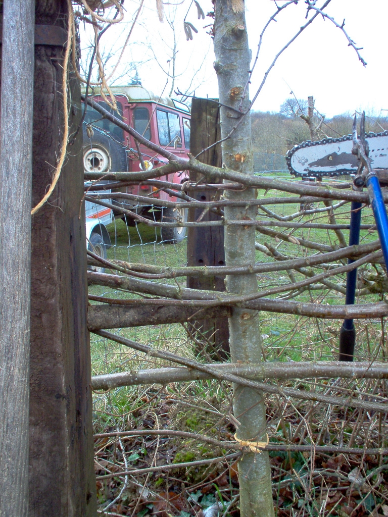 20110210 HEDGE COPPICING & LAYING LE BOSQUET 19.jpg - IM000948.JPG
